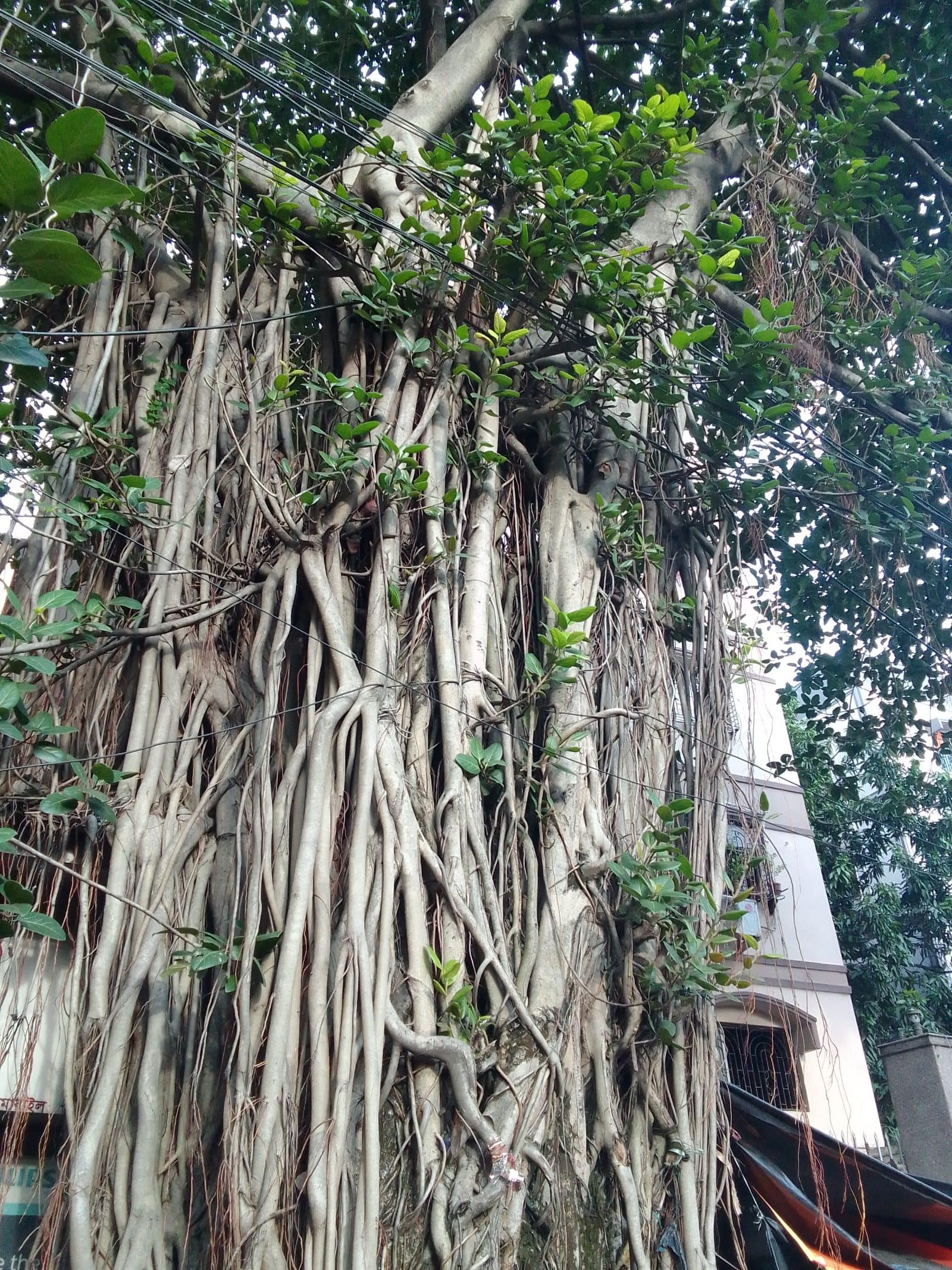 A curtain of banyan aerial roots hanging from thick branches, with green leaves above.