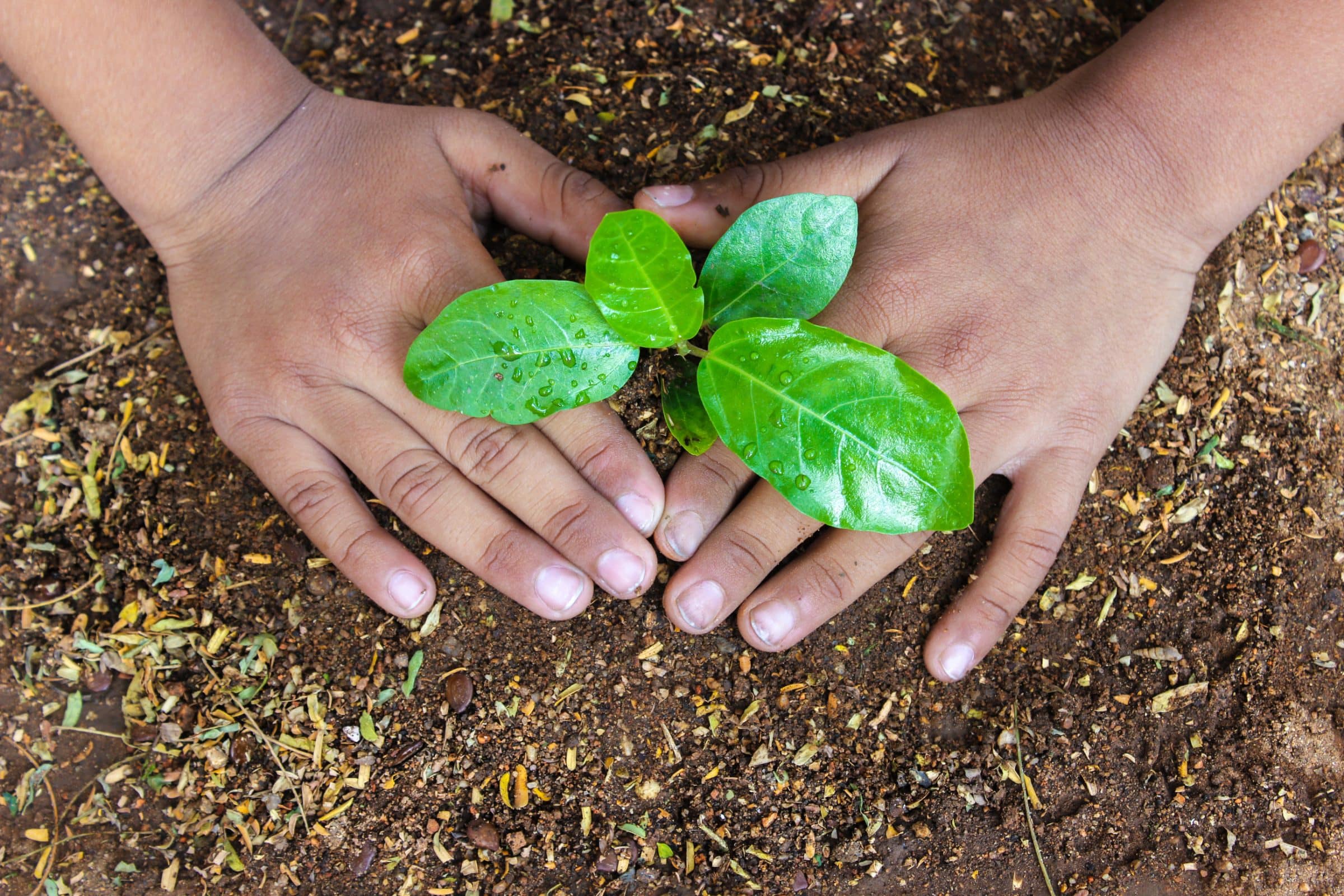 Two cupped hands holding a young seedling with its roots in dark soil.
