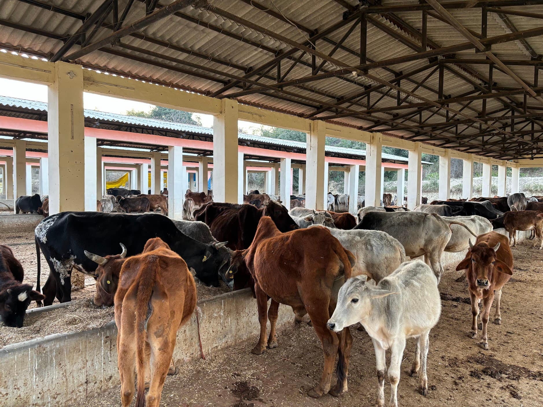 Cattle standing at a long feeding trough under the open-sided roof of a cow shelter.