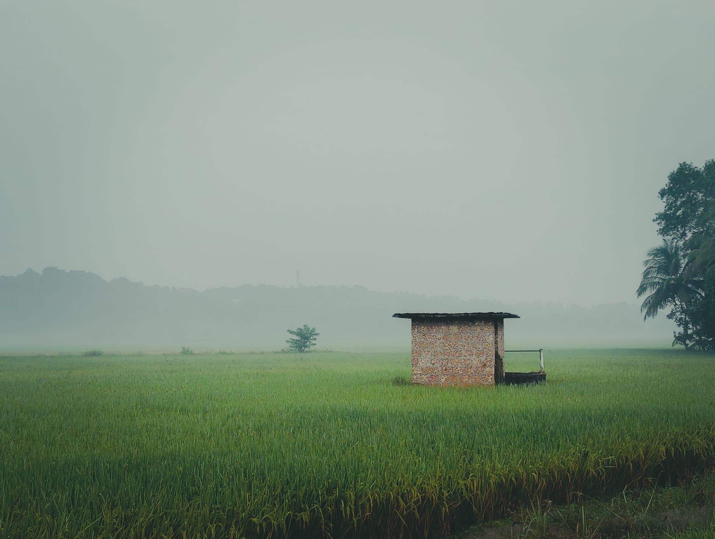 A green paddy field under morning mist, with a small shelter standing at its edge.