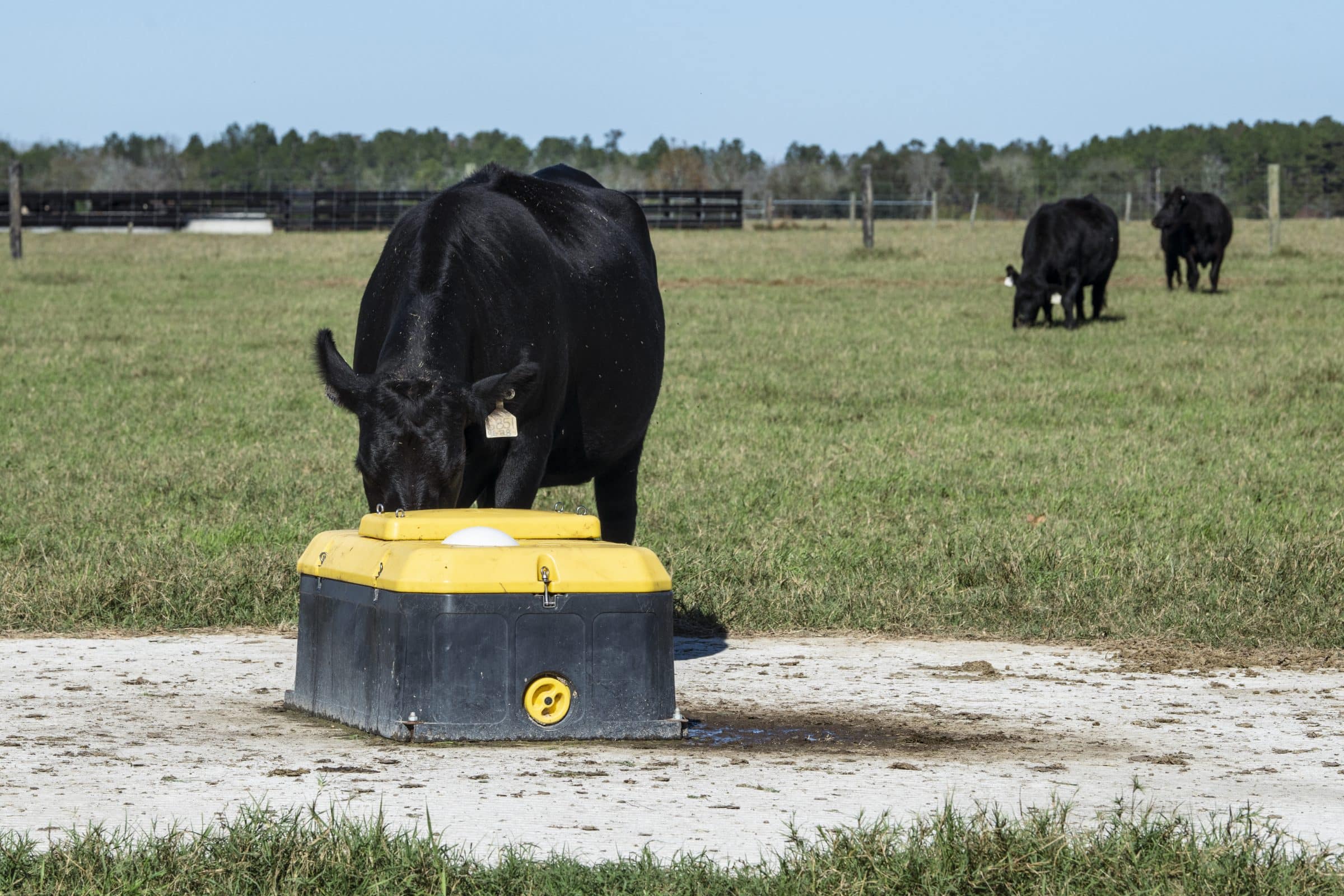 A cow drinking from a covered water trough in an open pasture, with more cattle grazing in the distance.