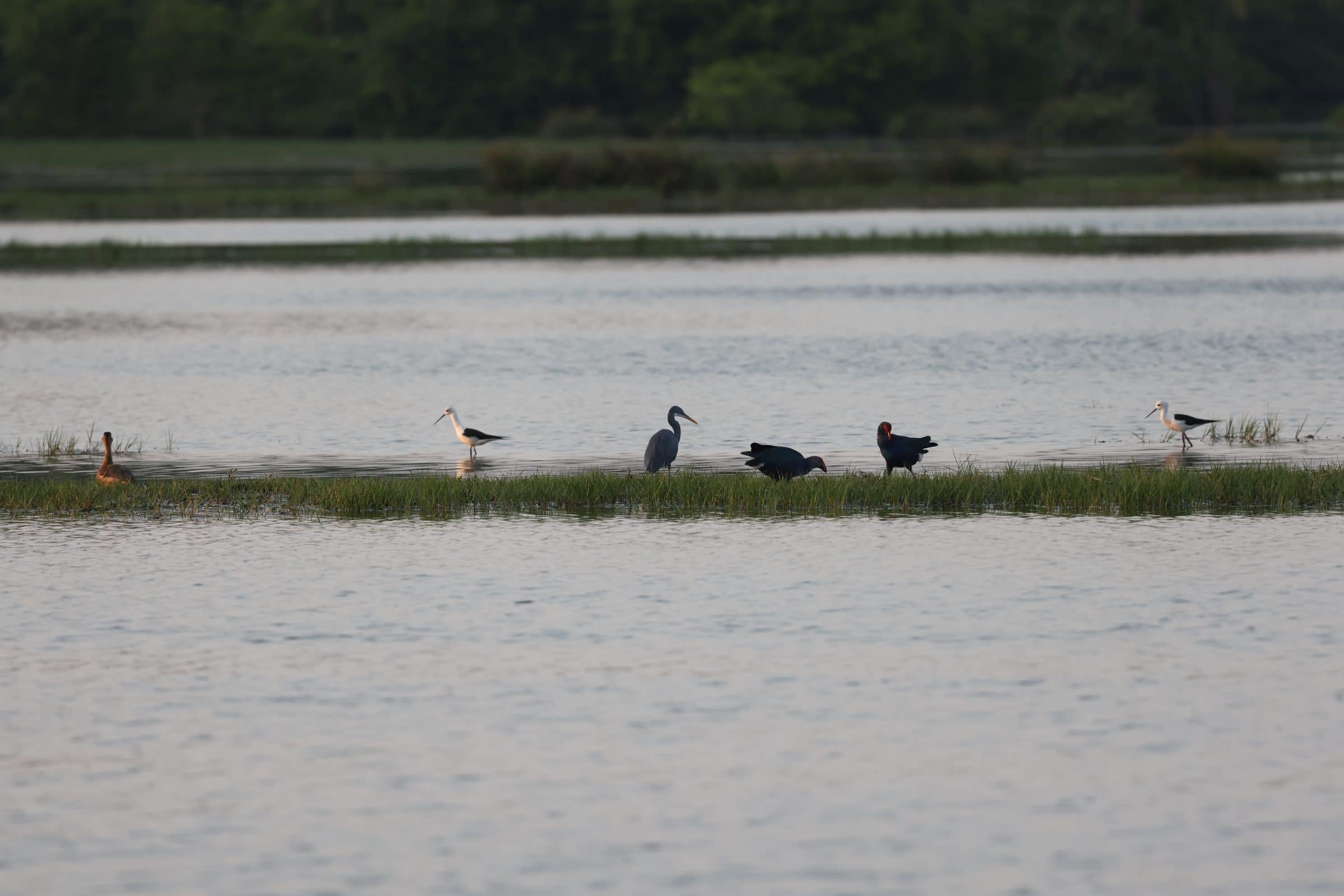 Waterbirds standing in the shallows of a flooded wetland under a pale sky.