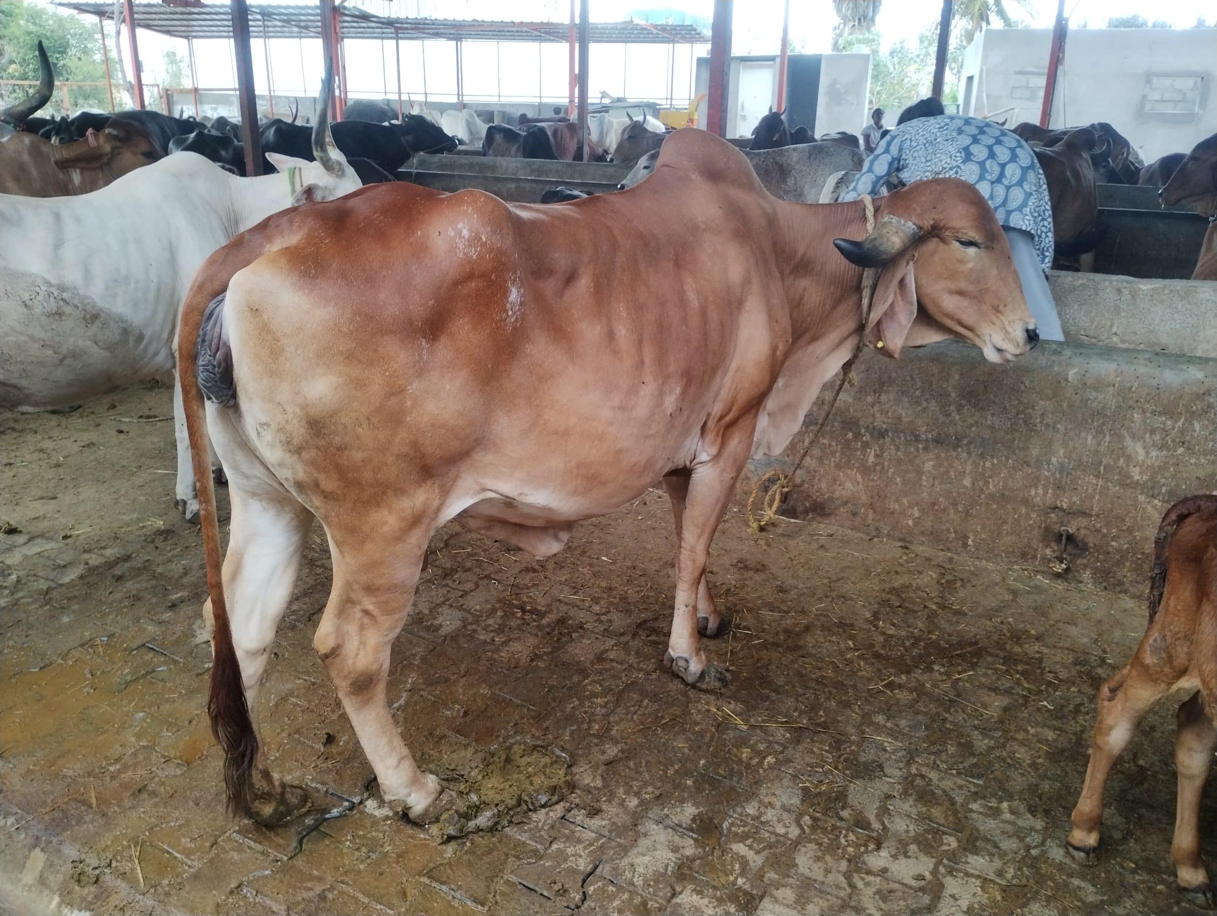 Cattle standing and resting under the open roof of a shelter, with feed troughs along the far wall.